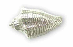 Liberty 1-5/8" Conch Shell Knob Satin Nickel