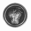 Liberty 1-3/8" Strawberry Knob Brushed Satin Pewter